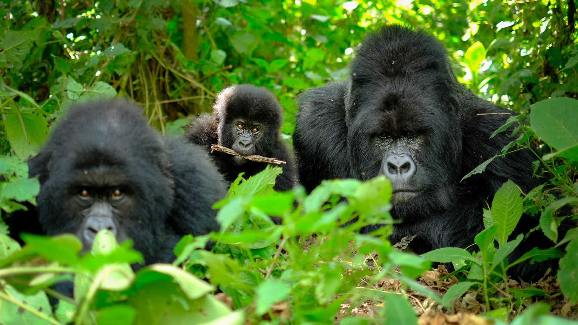 Family of mountain gorillas with a baby gorilla and a silverback, Volcanoes National Park, Rwanda