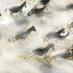 Aerial view of Zebra herd running, Okavango Delta, Botswana.
Burchell's zebra (Equus burchelli)