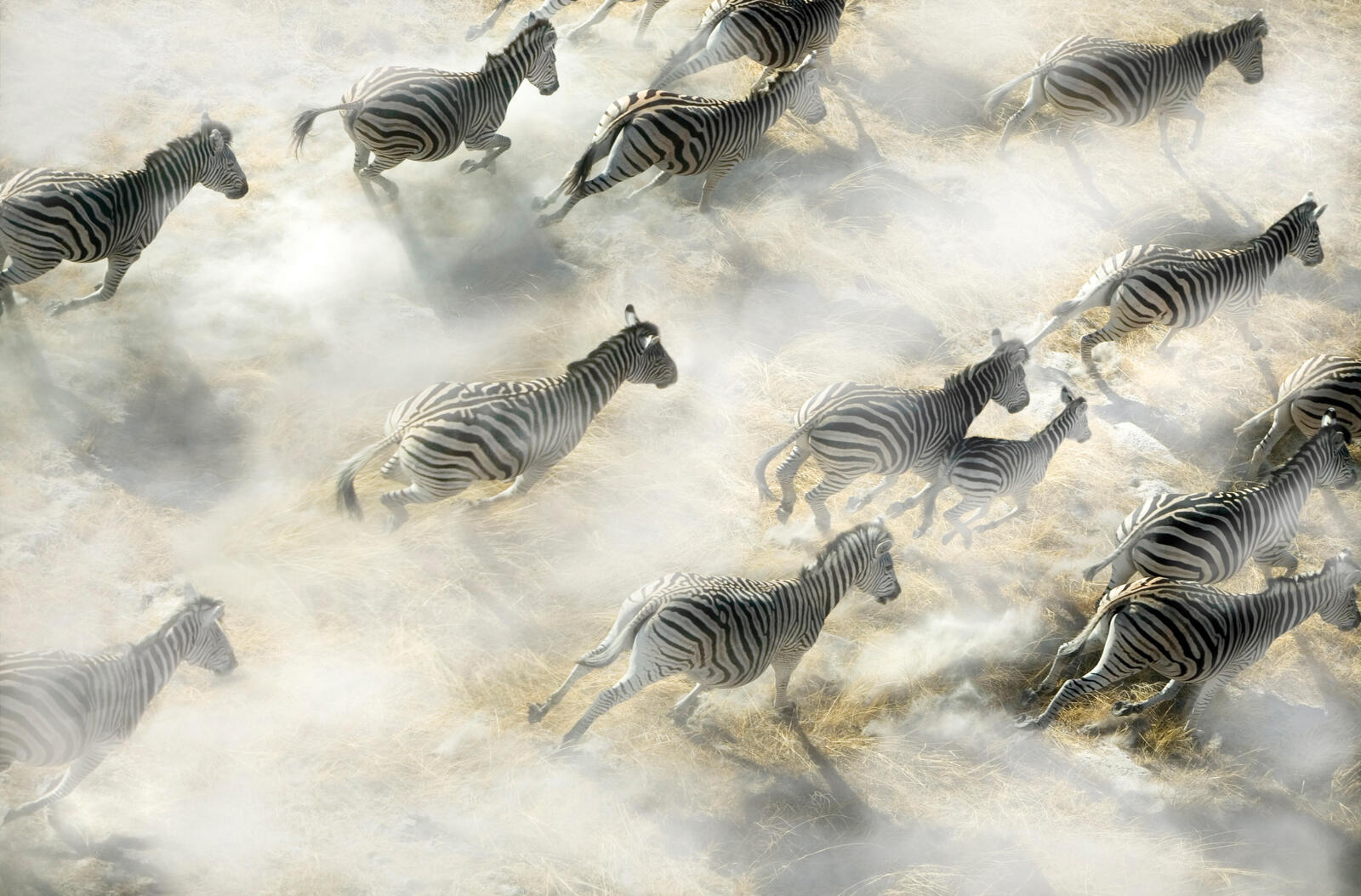 Aerial view of Zebra herd running, Okavango Delta, Botswana.
Burchell's zebra (Equus burchelli)