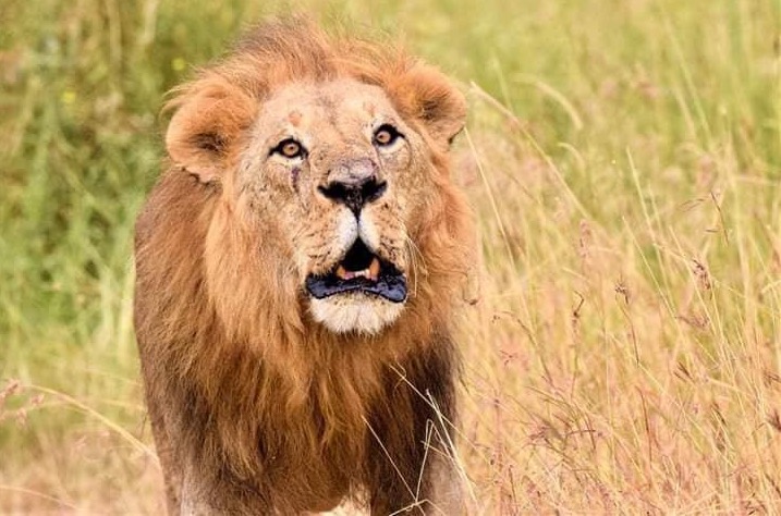 Lion-Serengeti-National-Park-Tanzania